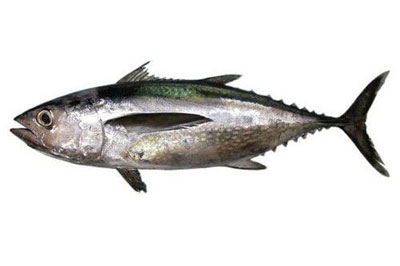 Long-Tail-Tuna