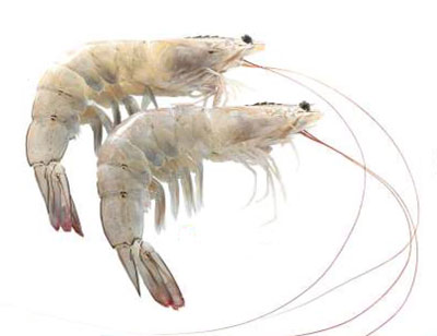 white-shrimp