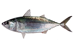 Mackerel