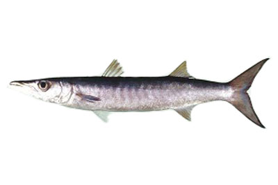 Baracuda