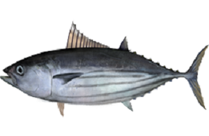 skipjacktuna