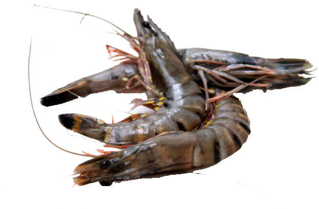 black_tiger_shrimp